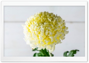 Beautiful Chrysanthemum Ultra HD Wallpaper for 4K UHD Widescreen desktop, tablet & smartphone
