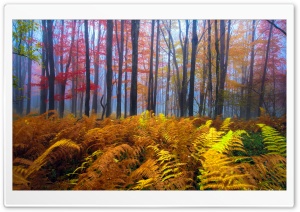 Beautiful Colored Trees Ultra HD Wallpaper for 4K UHD Widescreen desktop, tablet & smartphone