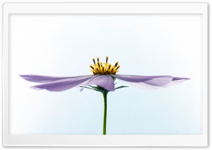 Beautiful Cosmos Flower Side View Ultra HD Wallpaper for 4K UHD Widescreen desktop, tablet & smartphone