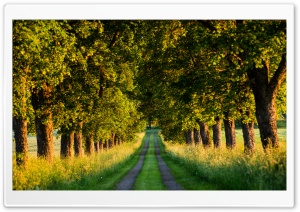 Beautiful Country Road, Tree Tunnel Ultra HD Wallpaper for 4K UHD Widescreen desktop, tablet & smartphone