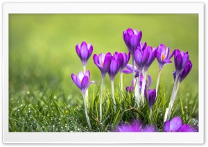 Beautiful Crocus Blooming Ultra HD Wallpaper for 4K UHD Widescreen Desktop, Lockscreen, Screensaver, TV, Tablet, Smartphone