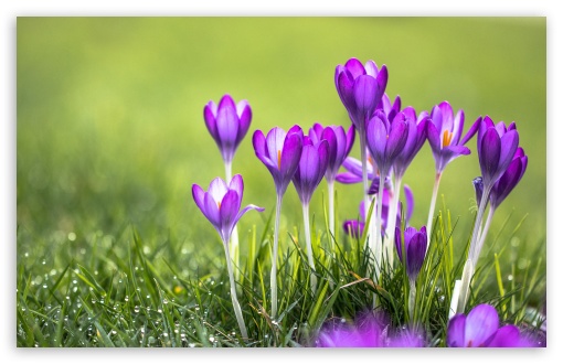 Beautiful Crocus Blooming UltraHD Wallpaper for UHD 16:9 ; HD 16:9 ; UltraWide 21:9 24:10 32:9 32:10 ; Widescreen 16:10 5:3 ; Fullscreen 4:3 5:4 3:2 ; Tablet 1:1 ; Mobile 9:16 9:19.5 9:20 9:21 9:22 10:16 2:3 3:5 3:4 ; Dual 16:10 5:3 16:9 4:3 5:4 3:2 ;