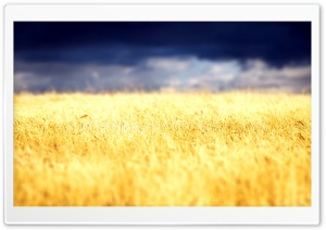 Beautiful Crop Field Ultra HD Wallpaper for 4K UHD Widescreen desktop, tablet & smartphone