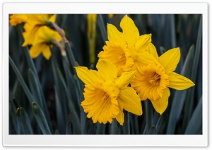 Beautiful Daffodils Ultra HD Wallpaper for 4K UHD Widescreen desktop, tablet & smartphone