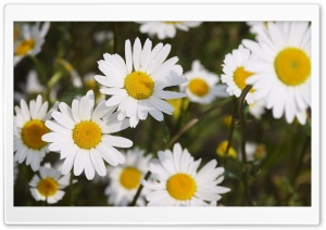 Beautiful Daisies Ultra HD Wallpaper for 4K UHD Widescreen desktop, tablet & smartphone