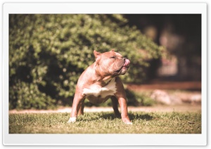 Beautiful Dog Ultra HD Wallpaper for 4K UHD Widescreen desktop, tablet & smartphone