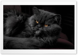 Beautiful Doll Face Persian Cat, Fluffy Black Fur, Golden Eyes Ultra HD Wallpaper for 4K UHD Widescreen desktop, tablet & smartphone