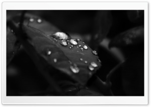 Beautiful Drops Of Water On The Leaf Ultra HD Wallpaper for 4K UHD Widescreen desktop, tablet & smartphone