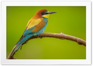 Beautiful European Bee Eater Male Bird 4K UHD Wallpaper for Widescreen and UltraWide Desktop, UltraHD TV, Smartphone, Tablet