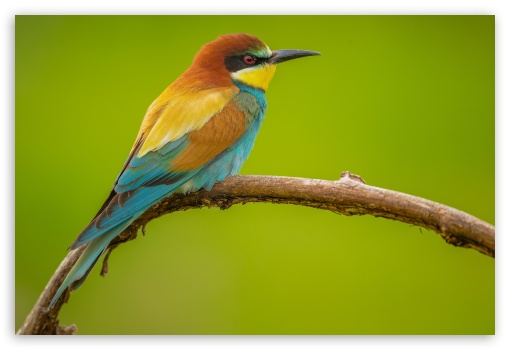 Beautiful European Bee Eater Male Bird UltraHD Wallpaper for UHD 16:9 ; HD 16:9 ; UltraWide 21:9 24:10 ; Widescreen 16:10 ; Fullscreen 3:2 ; Tablet 1:1 ;