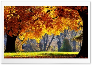 Beautiful Fall Ultra HD Wallpaper for 4K UHD Widescreen desktop, tablet & smartphone