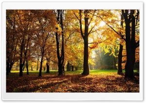 Beautiful Fall Trees Ultra HD Wallpaper for 4K UHD Widescreen desktop, tablet & smartphone