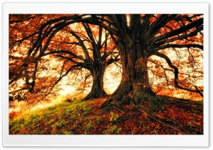 Beautiful Fall Trees Background Ultra HD Wallpaper for 4K UHD Widescreen desktop, tablet & smartphone