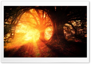 Beautiful Fall Trees, Sun Rays Ultra HD Wallpaper for 4K UHD Widescreen desktop, tablet & smartphone