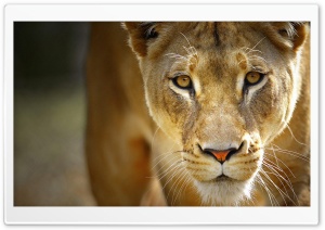 Beautiful Female Lion Ultra HD Wallpaper for 4K UHD Widescreen desktop, tablet & smartphone