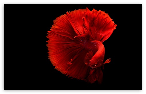 Beautiful Fish UltraHD Wallpaper for UHD 16:9 2160p 1440p 1080p 900p 720p ; 8K UHD TV 16:9 Ultra High Definition 2160p 1440p 1080p 900p 720p ; UltraWide 21:9 24:10 32:10 ; Widescreen 16:10 5:3 WHXGA WQXGA WUXGA WXGA WGA ; Fullscreen 4:3 5:4 3:2 UXGA XGA SVGA QSXGA SXGA DVGA HVGA HQVGA ( Apple PowerBook G4 iPhone 4 3G 3GS iPod Touch ) ; Tablet 1:1 ; Mobile 9:16 2:3 3:5 3:4 - ; Dual 16:10 5:3 16:9 4:3 5:4 3:2 WHXGA WQXGA WUXGA WXGA WGA 2160p 1440p 1080p 900p 720p UXGA XGA SVGA QSXGA SXGA DVGA HVGA HQVGA ( Apple PowerBook G4 iPhone 4 3G 3GS iPod Touch ) ;