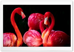 Beautiful Flamingos Ultra HD Wallpaper for 4K UHD Widescreen desktop, tablet & smartphone