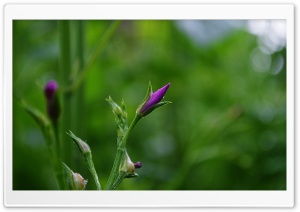 Beautiful Flower Ultra HD Wallpaper for 4K UHD Widescreen desktop, tablet & smartphone