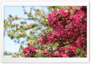 Beautiful Flower Ultra HD Wallpaper for 4K UHD Widescreen desktop, tablet & smartphone