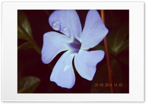 beautiful flower 4K UHD Wallpaper for Widescreen and UltraWide Desktop, UltraHD TV, Smartphone, Tablet