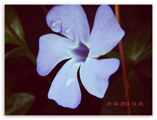 beautiful flower UltraHD Wallpaper for Fullscreen 4:3 ;