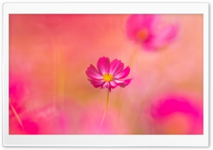 Beautiful Flower Background Ultra HD Wallpaper for 4K UHD Widescreen desktop, tablet & smartphone