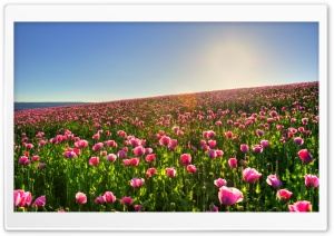 Beautiful Flower Field Ultra HD Wallpaper for 4K UHD Widescreen desktop, tablet & smartphone