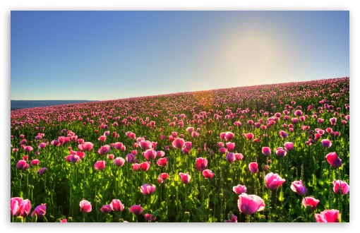8K, ultra hd 8k resolution 7680x4320 nature flower field HD Wallpaper