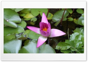 beautiful flowers 4K UHD Wallpaper for Widescreen and UltraWide Desktop, UltraHD TV, Smartphone, Tablet