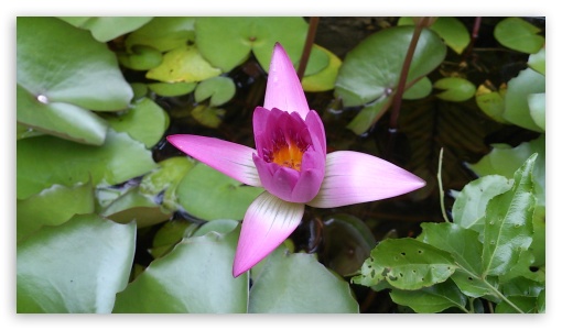 beautiful flowers UltraHD Wallpaper for HD 16:9 ;