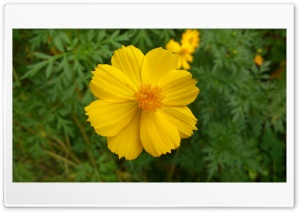 beautiful flowers 4K UHD Wallpaper for Widescreen and UltraWide Desktop, UltraHD TV, Smartphone, Tablet