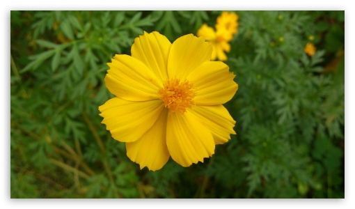 beautiful flowers UltraHD Wallpaper for HD 16:9 ;