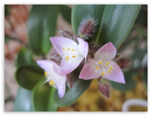 beautiful flowers UltraHD Wallpaper for Fullscreen 4:3 ;