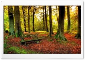 Beautiful Forest, Autumn Ultra HD Wallpaper for 4K UHD Widescreen desktop, tablet & smartphone