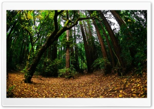 Beautiful Forest, Fisheye Lens Ultra HD Wallpaper for 4K UHD Widescreen desktop, tablet & smartphone