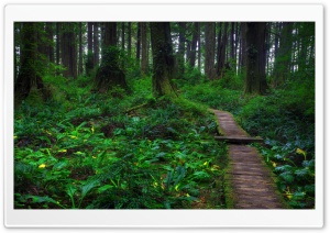 Beautiful Forest Path Ultra HD Wallpaper for 4K UHD Widescreen desktop, tablet & smartphone