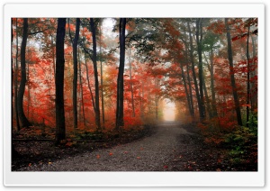 Beautiful Forest Path Autumn Ultra HD Wallpaper for 4K UHD Widescreen desktop, tablet & smartphone