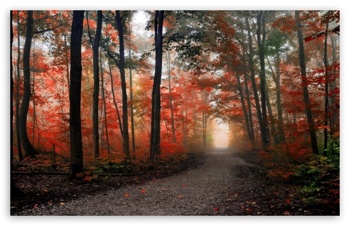 Beautiful Forest Path Autumn Ultra HD Desktop Background Wallpaper for ...