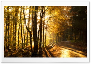 Beautiful Forest Road, Autumn Ultra HD Wallpaper for 4K UHD Widescreen desktop, tablet & smartphone