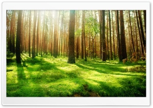 Beautiful Forest Scenery Ultra HD Wallpaper for 4K UHD Widescreen desktop, tablet & smartphone