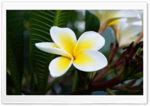 Beautiful Frangipani Ultra HD Wallpaper for 4K UHD Widescreen desktop, tablet & smartphone