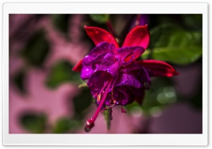 Beautiful Fuchsia Flower Ultra HD Wallpaper for 4K UHD Widescreen desktop, tablet & smartphone