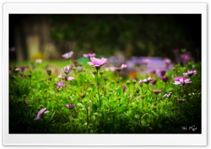 Beautiful Garden Ultra HD Wallpaper for 4K UHD Widescreen desktop, tablet & smartphone
