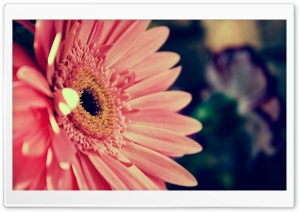 Beautiful Gerbera Ultra HD Wallpaper for 4K UHD Widescreen desktop, tablet & smartphone