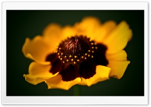 Beautiful Golden Flower Macro Ultra HD Wallpaper for 4K UHD Widescreen desktop, tablet & smartphone