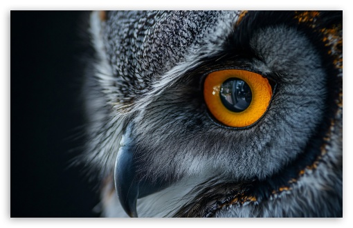 Beautiful Golden Owl Eyes UltraHD Wallpaper for UHD 16:9 ; HD 16:9 ; UltraWide 21:9 24:10 ; Widescreen 16:10 5:3 ; Fullscreen 4:3 5:4 3:2 ; Tablet 1:1 ;