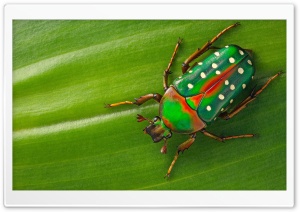 Beautiful Green Beetle Macro Ultra HD Wallpaper for 4K UHD Widescreen Desktop, Lockscreen, Screensaver, TV, Tablet, Smartphone