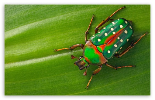 Beautiful Green Beetle Macro UltraHD Wallpaper for UHD 16:9 ; HD 16:9 ; UltraWide 21:9 24:10 ; Widescreen 16:10 5:3 ; Fullscreen 4:3 5:4 3:2 ; Tablet 1:1 ;