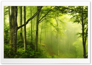 Beautiful Green Forest Ultra HD Wallpaper for 4K UHD Widescreen desktop, tablet & smartphone
