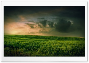 Beautiful Green Grass Field Ultra HD Wallpaper for 4K UHD Widescreen desktop, tablet & smartphone